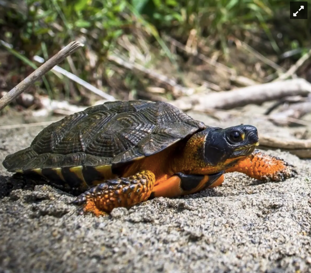 North American wood turtle in its natural habitat
