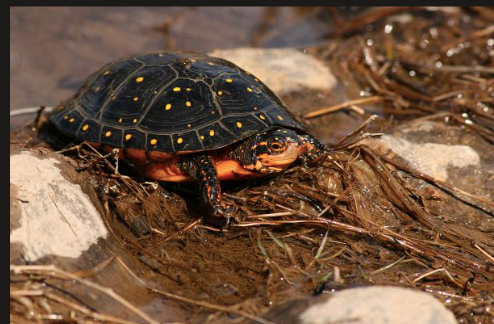 Spotted turtle close-up in a wetland