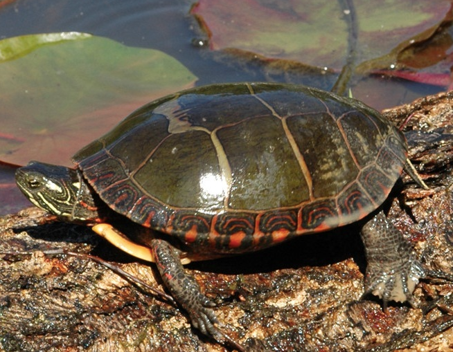 Eastern painted turtle showing red and yellow markings on shell