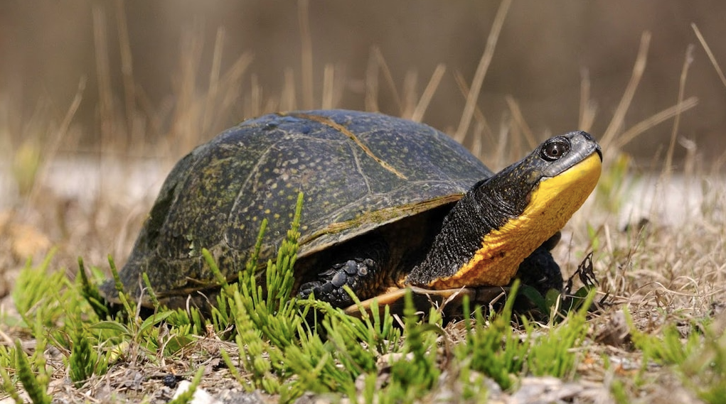 Blanding's turtle with distinctive yellow chin in grassy habitat