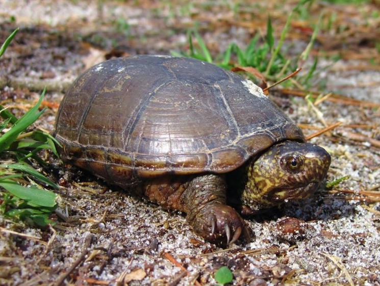 Eastern mud turtle close-up portrait
