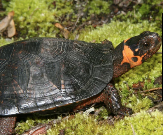 Bog turtle with distinctive orange neck patch on mossy ground