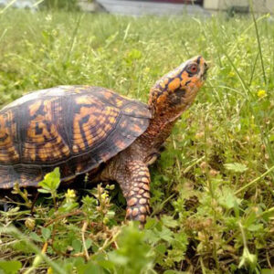 EASTERN BOX TURTLE