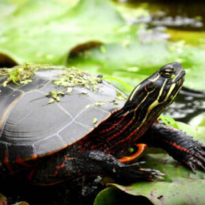 EASTERN PAINTED TURTLE