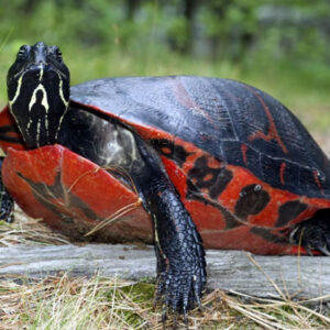 NORTHERN RED BELLIED SLIDER