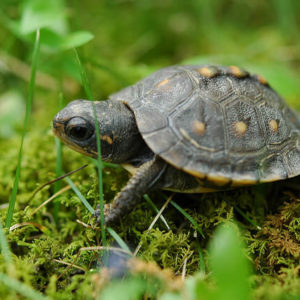 BABY BOX TURTLE