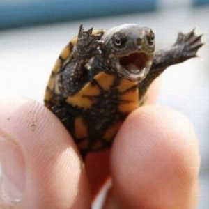 BABY STINKPOT TURTLE