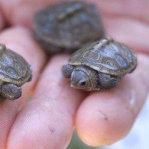 BABY DIAMONDBACK TERRAPINS