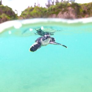 BABY SEA TURTLE