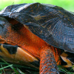 NORTH AMERICAN WOOD TURTLE